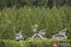 广州银河公墓路段交通管制