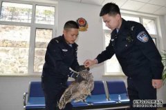 救助野生保护动物猫头鹰