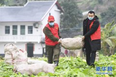 涪陵区江北街道志愿者在二渡村帮农户搬运青菜头
